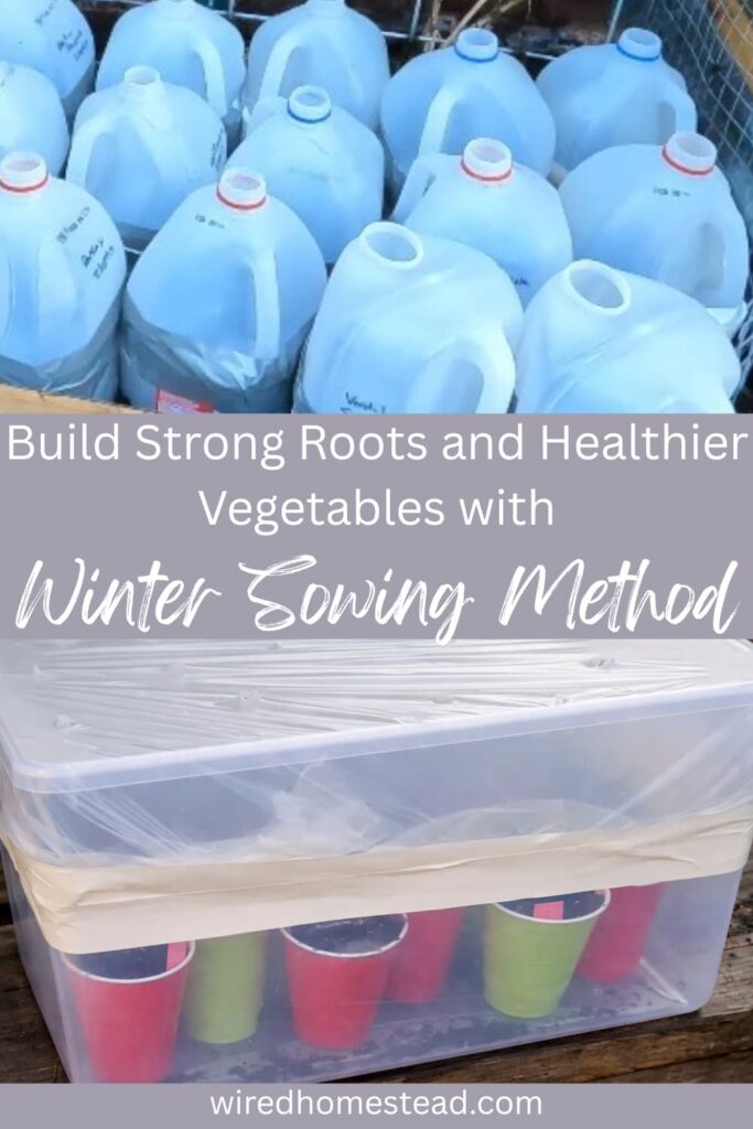 Pinterest Pin says: Build Strong Roots and Healthier Vegetables with Winter Sowing Method. A picture of milk jugs without lids in a raised garden bed at the top and a clear plastic bin with red and green Solo cups and topped with plastic at the bottom