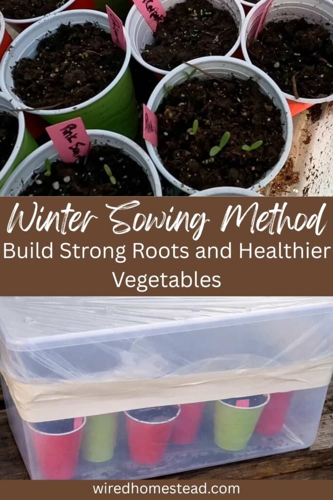 Pinterest Pin says: Winter Sowing Method Build Strong Roots and Healthier Vegetables. A picture of Solo cups with sprouts growing at the top and a clear plastic bin with red and green Solo cups and topped with plastic at the bottom