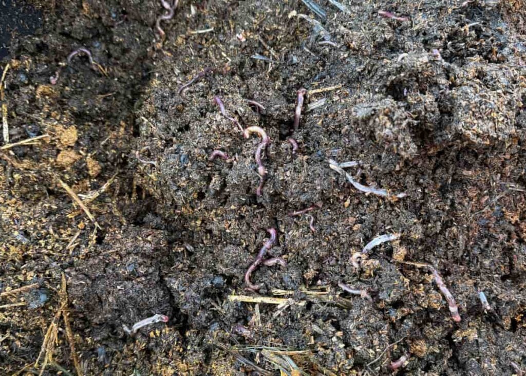 earthworms in a compost pile
