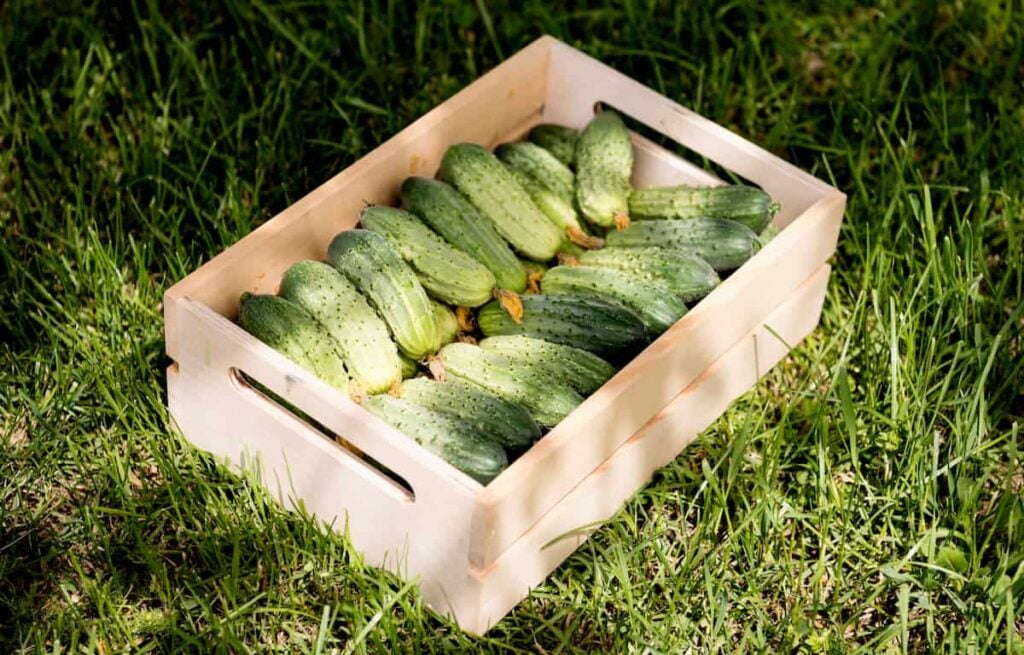 small wooden box full of pickling cucumbers sitting on the grass