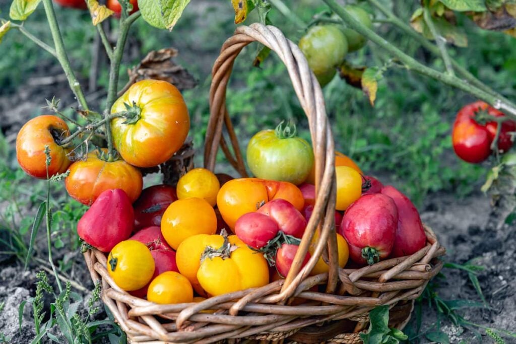 wicker basket full of yellow, red, green, and orange heirloom tomatoes sitting on the ground