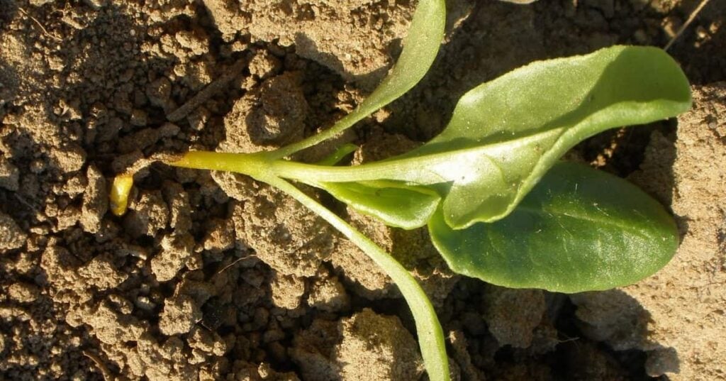 Small beet plant in soil with dampening off. The stem looks like it's been pinched off right at the soil level.