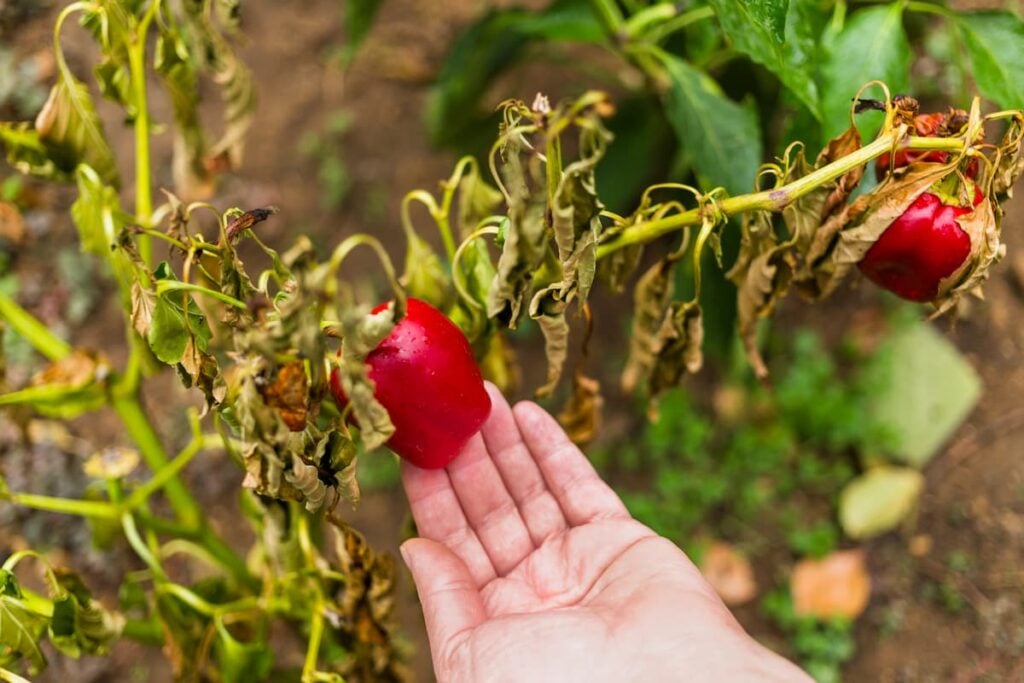 2 red bell peppers on a dying pepper plant.  A hand is holding up one of the peppers.