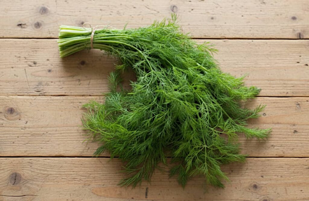 bundle of dill, tied with string, sitting on a wooden table