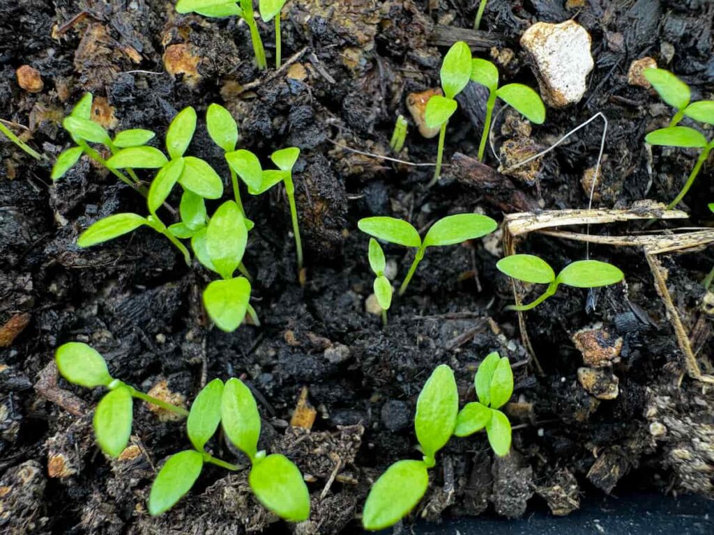 celery seedlings with only cotyledons sprouting in soil