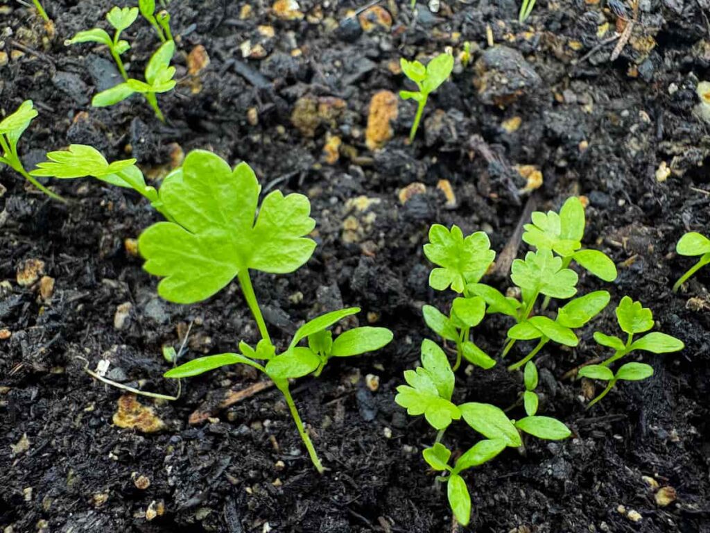 celery seedlings with 1 true leaf growing in soil
