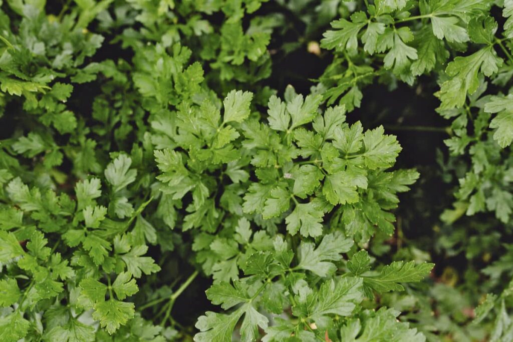 top down view of cilantro leaves