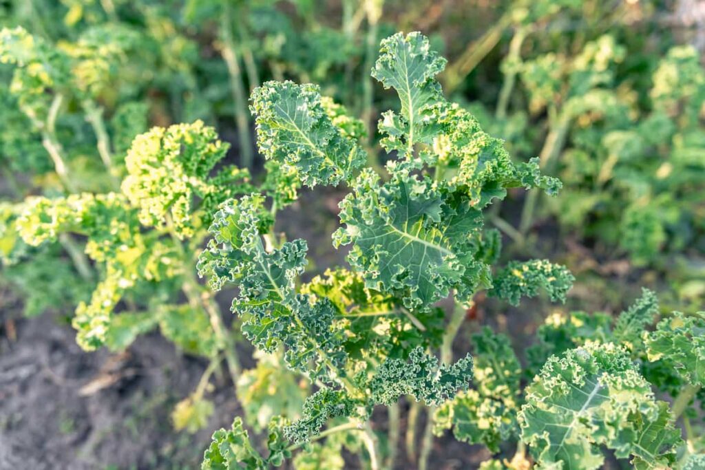 curly leaf kale in a garden