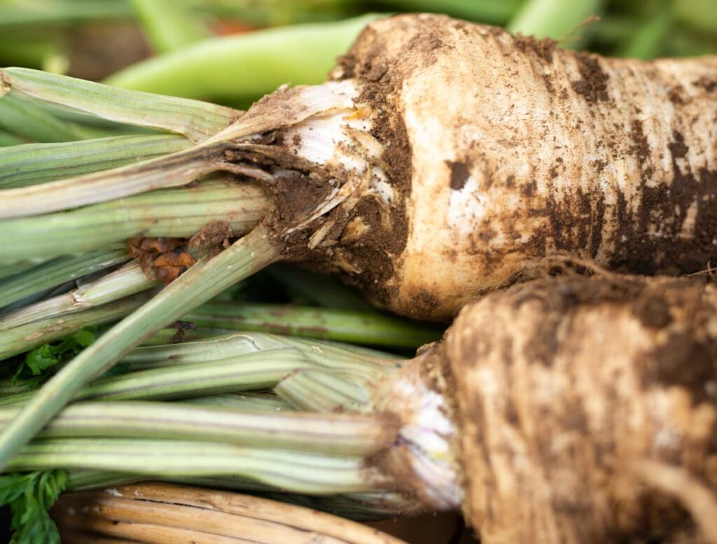 close up of two parsnips still covered in dirt