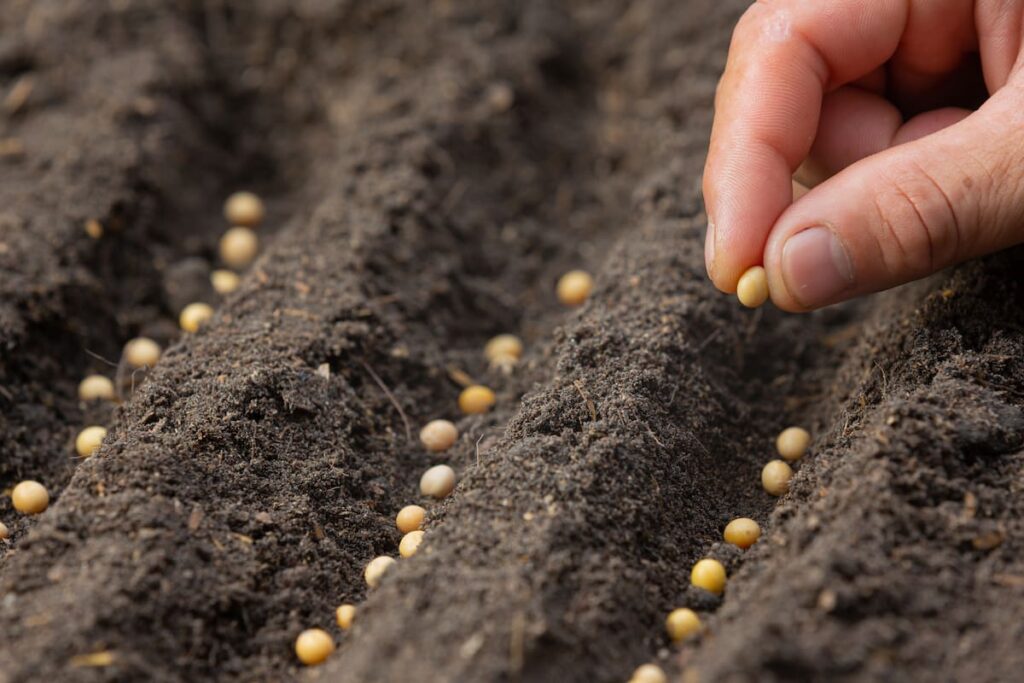 hand planting seeds in 3 garden rows, each about 2 inches apart.