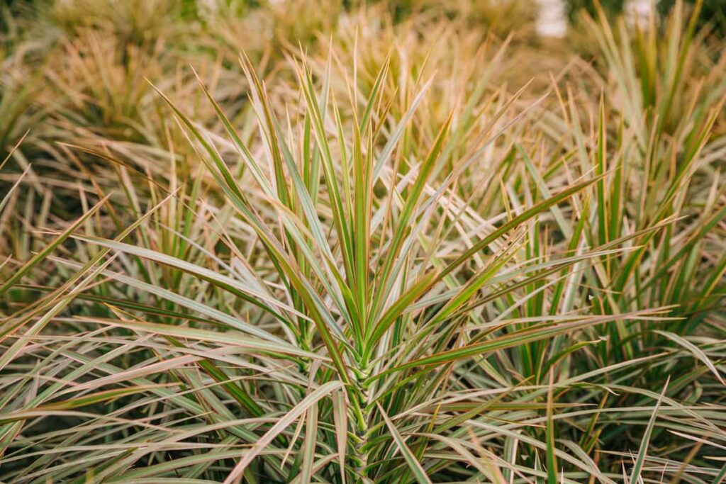 green and yellow ornamental grass plants