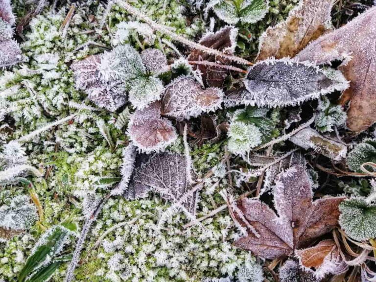 strawberry plants covered in frost