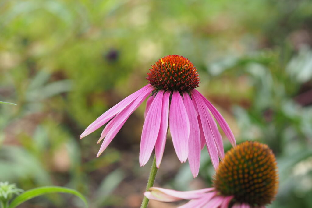 close up of a purple echinacea flower with a green background