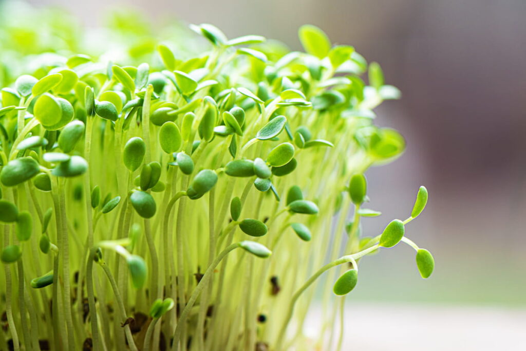 close up of pea sprout microgreens