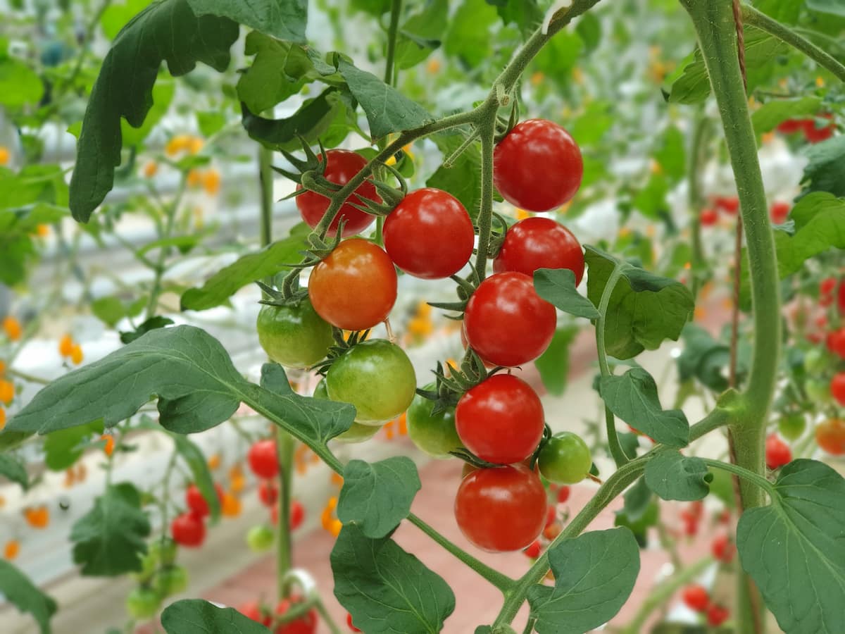 green, yellow, and red cherry tomatoes on a tomato plant