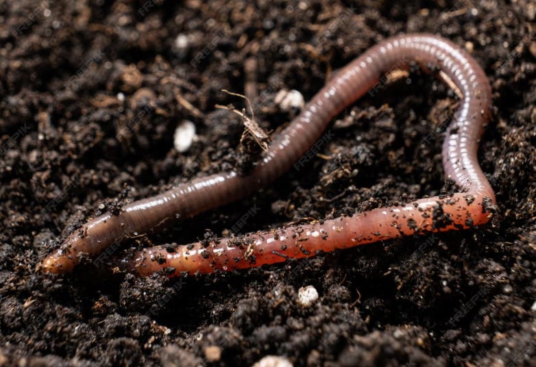 earthworm sitting on top of soil