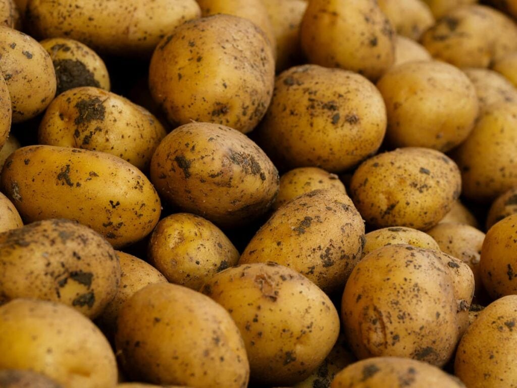 pile of yellow potatoes with dirt still on them