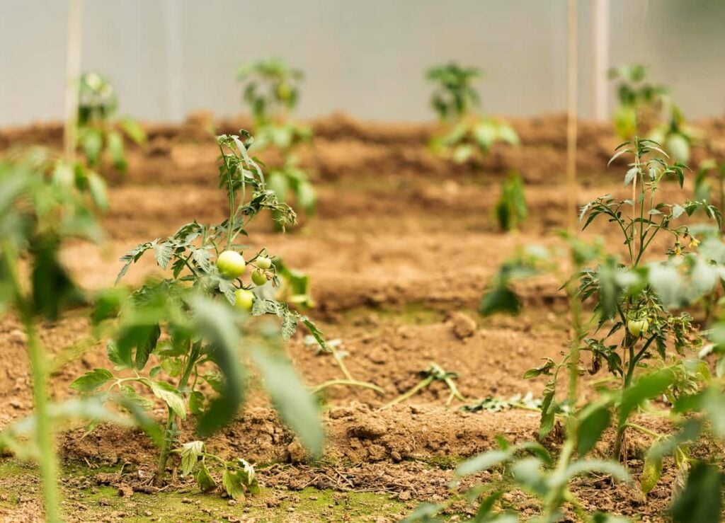 small tomato plants in rows