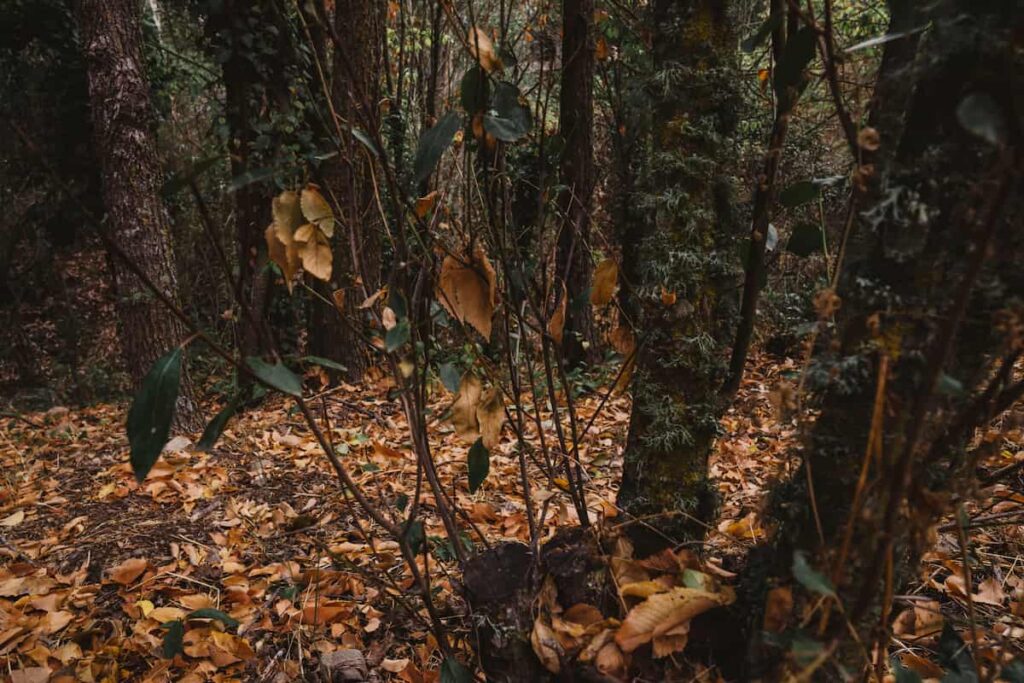 Autumn forest with the ground covered with leaves and sticks