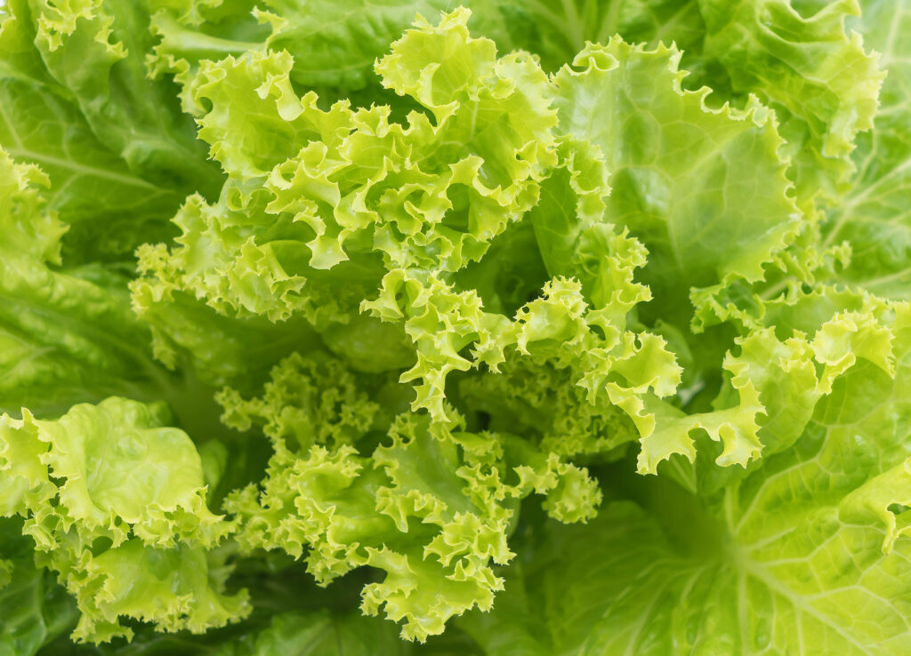 close up of green lettuce