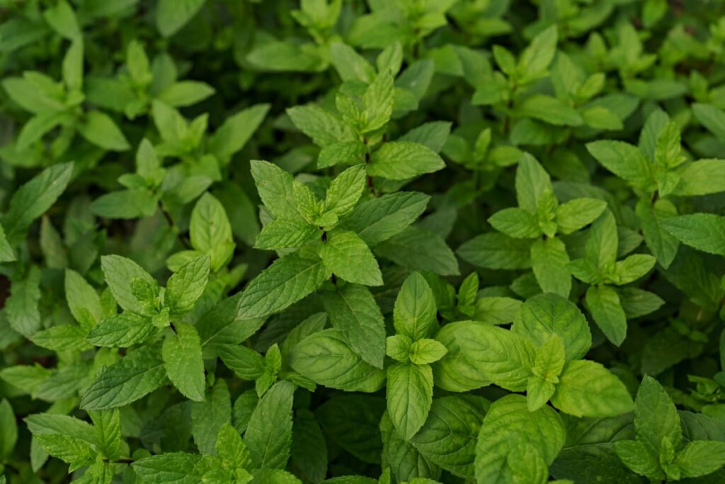 group of mint plants in a garden