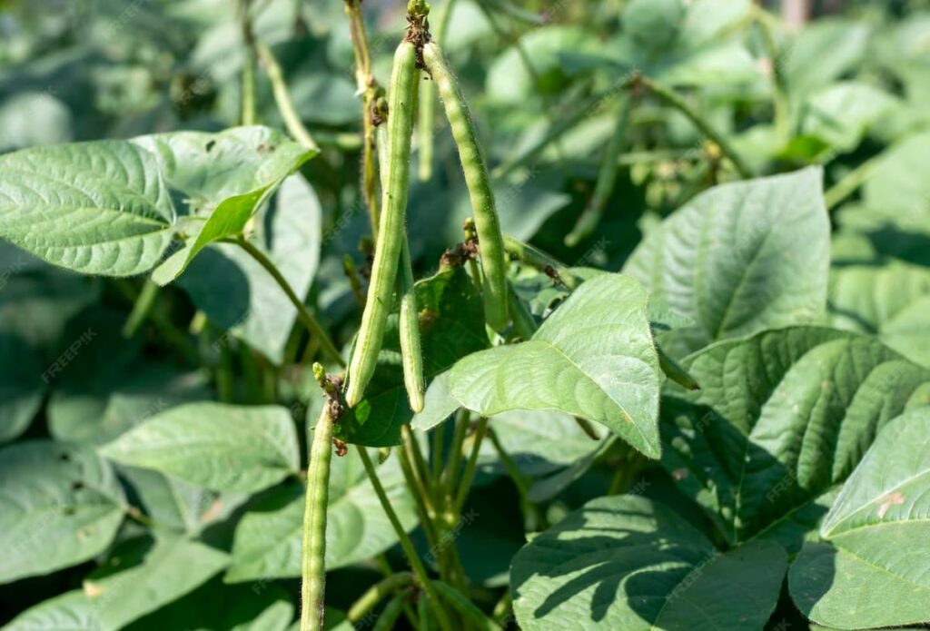 close up of bean plants with green beans growing