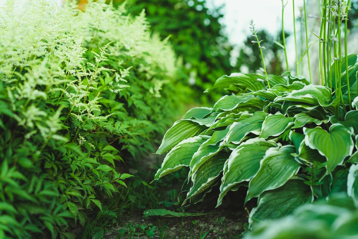 shade garden with white astilbe on the left and hosta in flower on the right