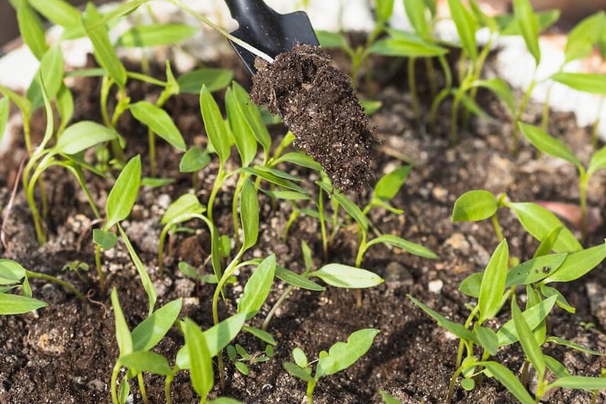 several dozen seedlings sprouting from dirt with a small, thin trowel having dug one of them out.