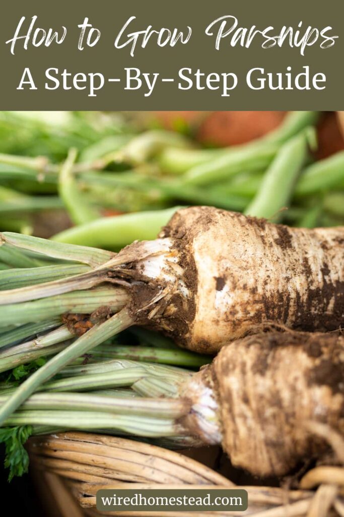 Pinterest Pin: says How to Grow Parsnips A Step-By-Step Guide. The picture of is of two parsnips in a wicker basket