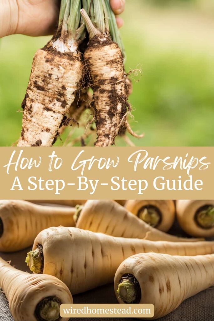 Pinterest Pin: says How to Grow Parsnips A Step-By-Step Guide. Top picture is of a hand holding 2 freshly picked parsnips. Bottom picture is of 7 washed parsnips, tops cut off, sitting on a gray towel