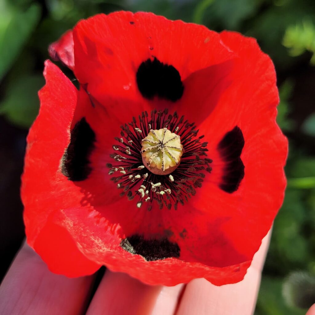close up of a lady bug poppy flower