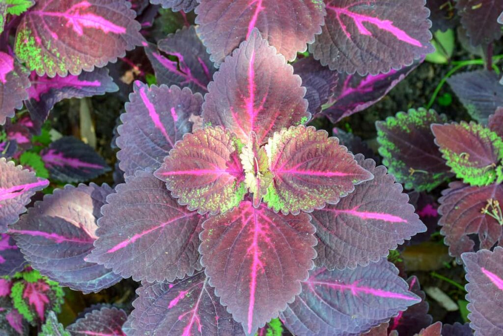 close up of purple and green coleus plants