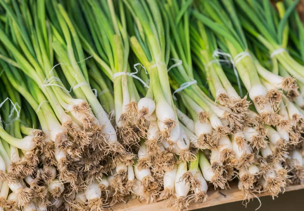 several dozen bunches of green onions piled on top of each other on a wooden table
