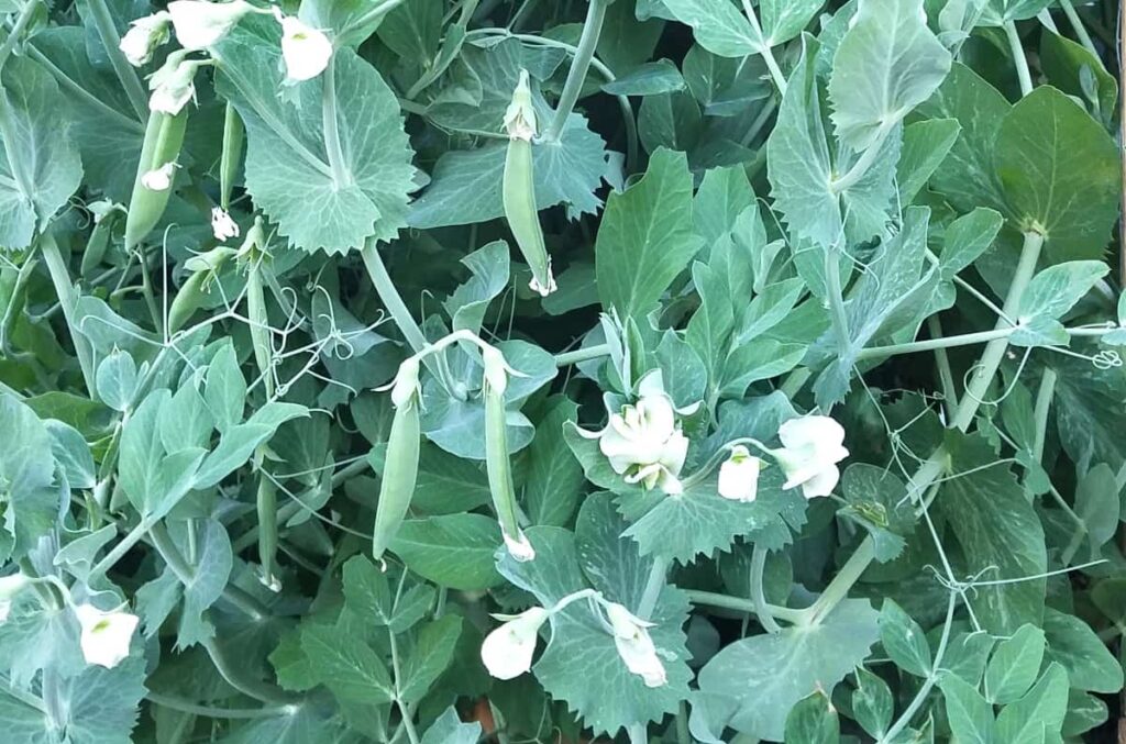 close up image of pea plants with pea pods and white flowers