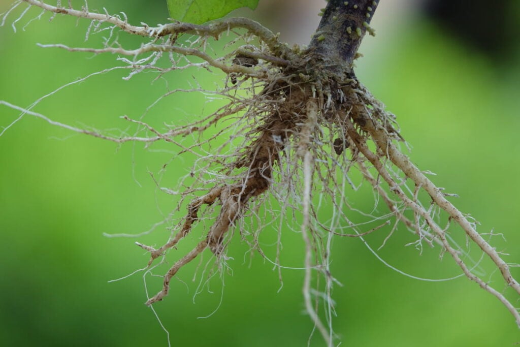 fibrous root system of a plant with a green background
