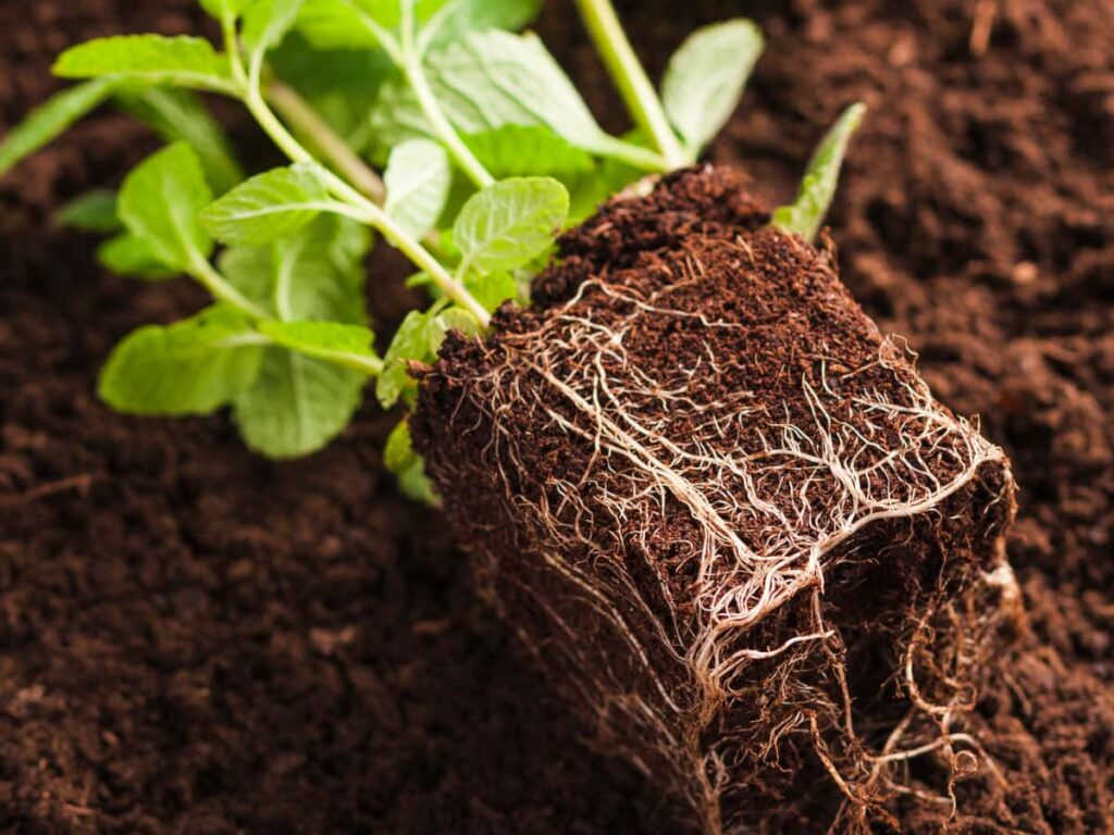 plant fresh out of a square pot sitting on top of brown soil