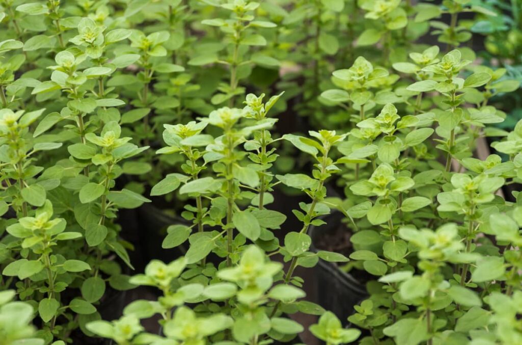 oregano plants in pots