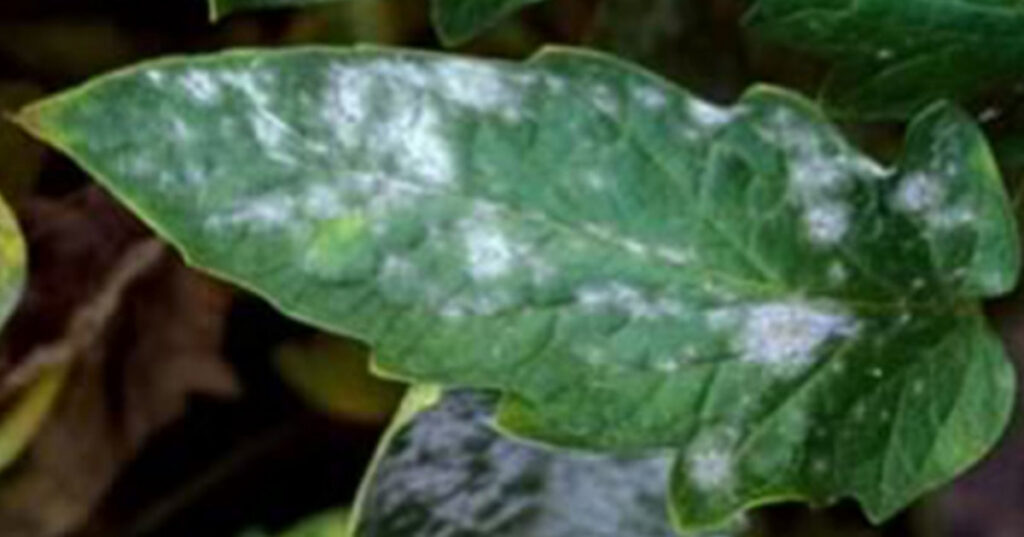 tomato leaf with powdery mildew