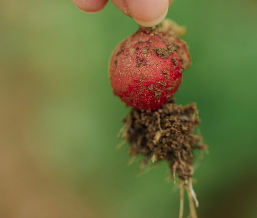 fingers holding up a radish with dirt over a green background