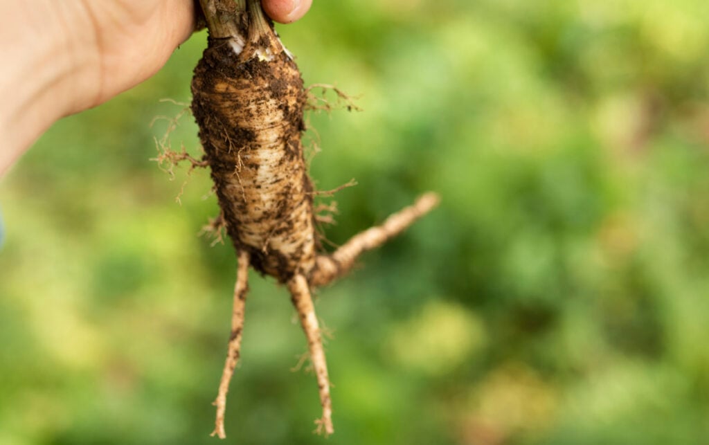 white root vegetable still covered in dirt being held by a hand with a green background