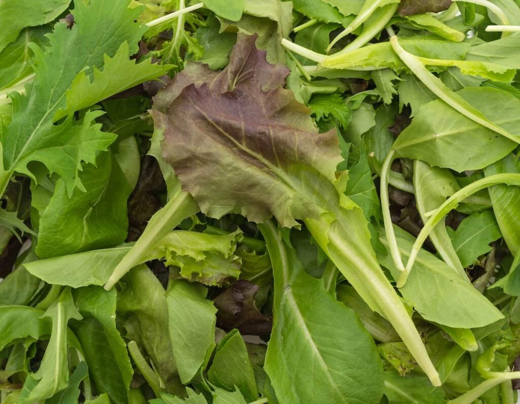 close up of different types of lettuce and leafy greens