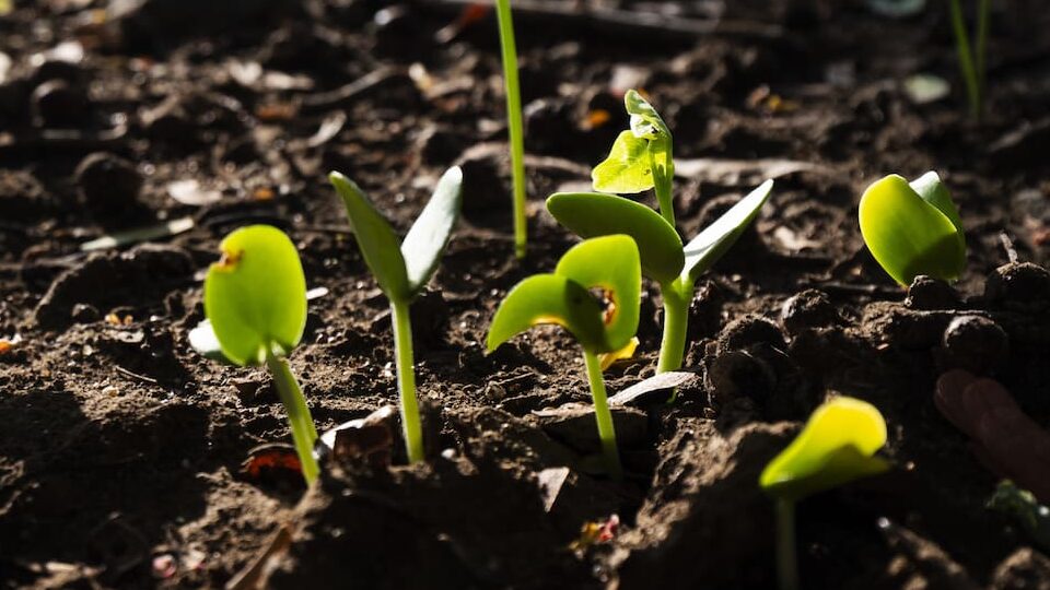 close up of a group of seedlings sprouting in dirt