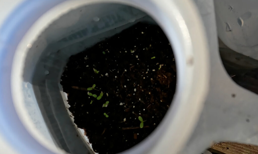 seedlings sprouting inside a milk jug with soil