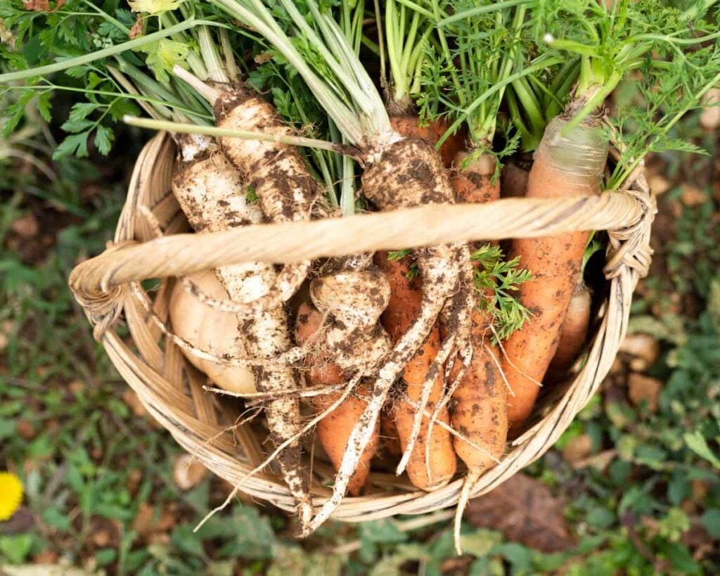 wicker basket full of freshly pulled carrots and parsnips sitting on the ground