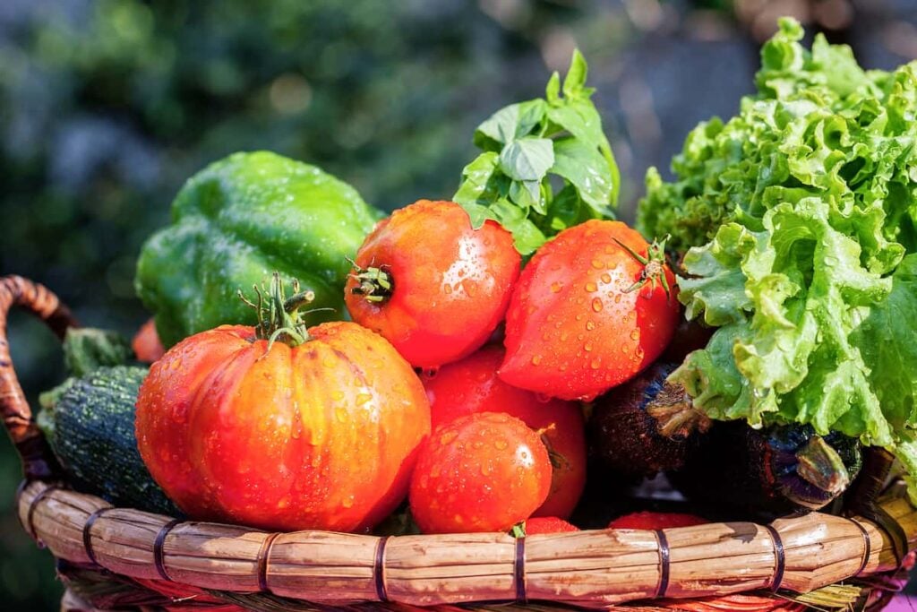 basket of freshly washed lettuce, tomatoes, peppers and zucchini