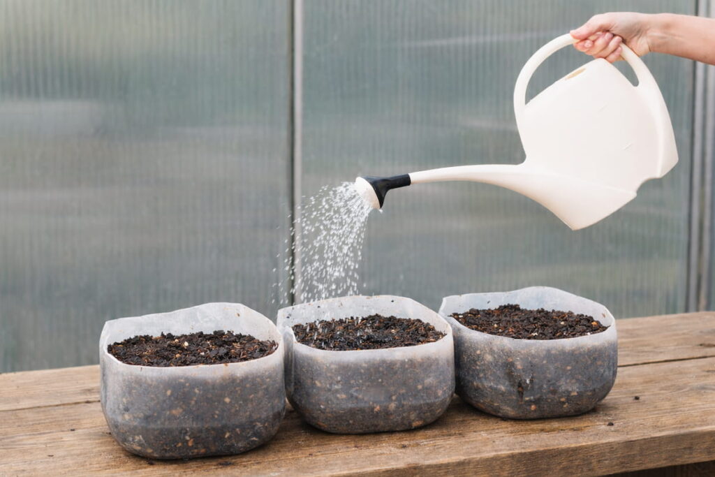 hand holding a white watering can watering 3 milk jug halves full of soil.  The jugs are sitting on a wooden table in a greenhouse