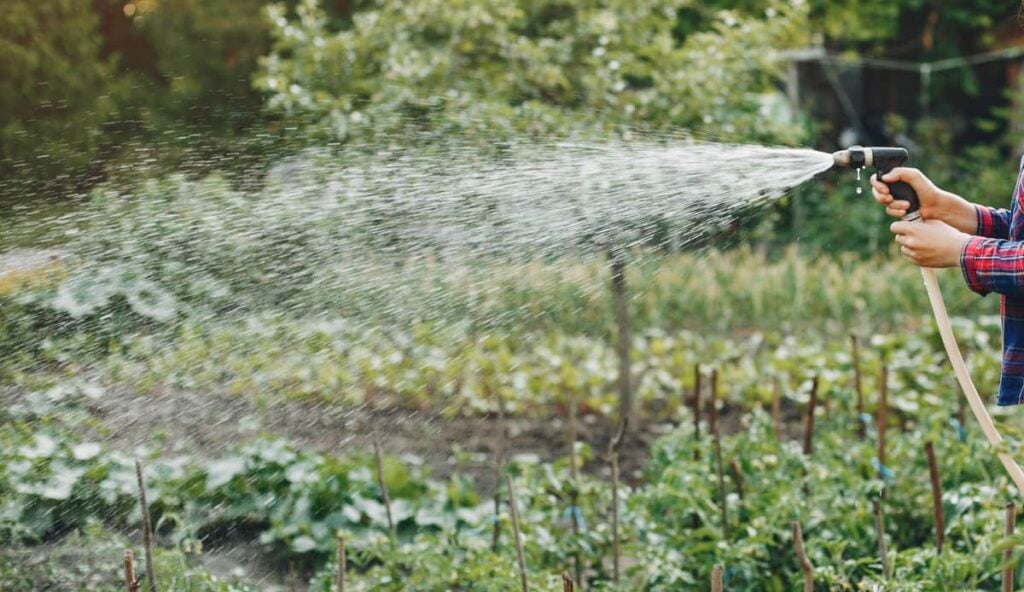 a woman using a garden hose with a black nozzle to water her in ground garden