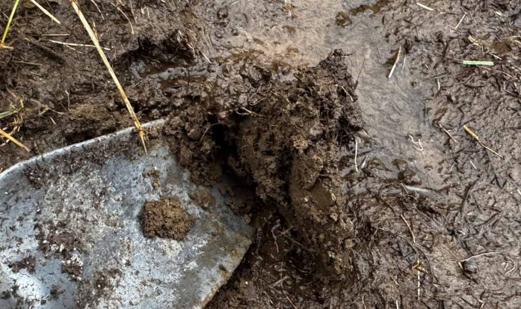 metal garden trowel digging in very wet, muddy soil