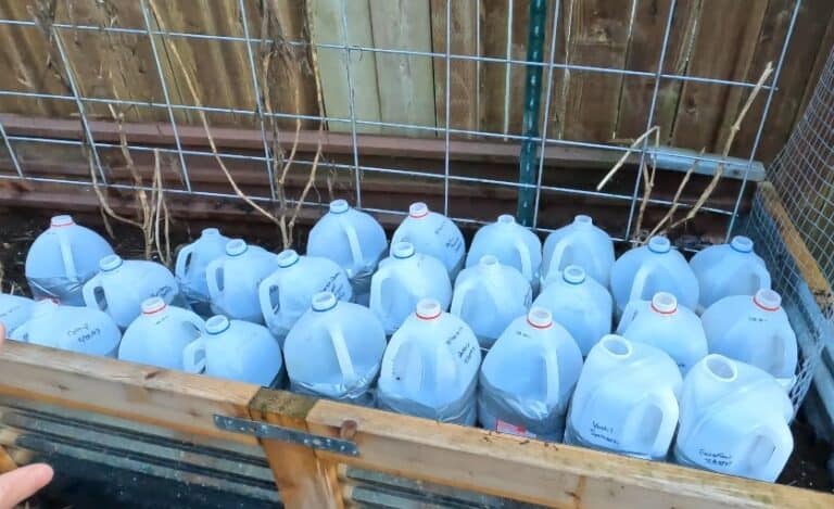 25 milk jugs in a wood and metal raised bed winter sown with different seeds