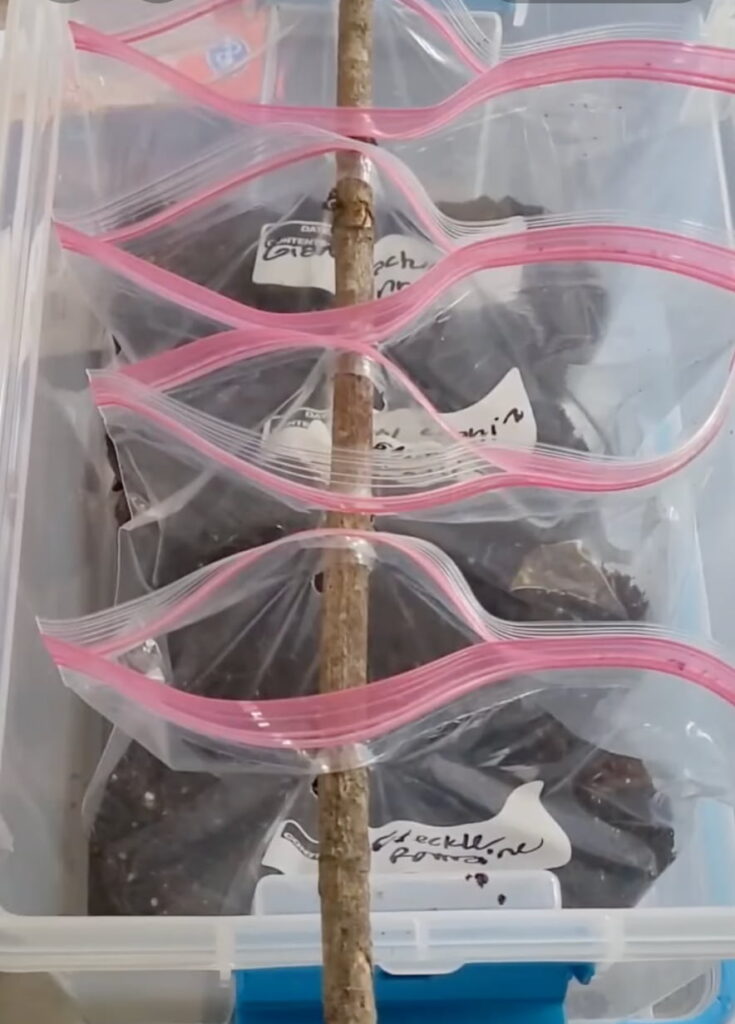 four ziploc bags, half filled with soil, hung on a branch in a plastic tub